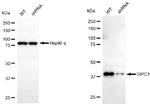 GIPC1 Antibody in Western Blot (WB)