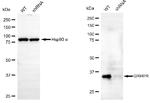 GRHPR Antibody in Western Blot (WB)
