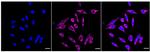 CECR5 Recombinant Rabbit Monoclonal Antibody (23GB6585)