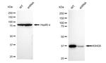 CECR5 Antibody in Western Blot (WB)