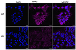 H-Ras Antibody in Immunocytochemistry (ICC/IF)