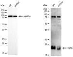 H-Ras Antibody in Western Blot (WB)