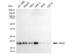 H-Ras Monoclonal Antibody (24GB5695)