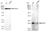 H-Ras Antibody in Western Blot (WB)
