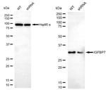 IGFBP7 Antibody in Western Blot (WB)