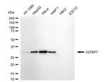 IGFBP7 Antibody in Western Blot (WB)