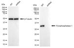 PPA1 Antibody in Western Blot (WB)
