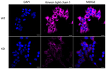 KLC1 Antibody in Immunocytochemistry (ICC/IF)