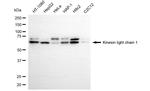 KLC1 Antibody in Western Blot (WB)