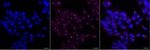 LAMP1 Antibody in Immunocytochemistry (ICC/IF)