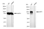 LAMP1 Antibody in Western Blot (WB)