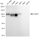 LAMP1 Antibody in Western Blot (WB)