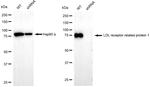 LRP1 Antibody in Western Blot (WB)