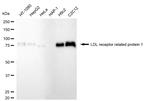 LRP1 Antibody in Western Blot (WB)