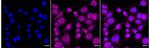 LRG1 Recombinant Rabbit Monoclonal Antibody (24GB545)