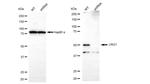 LRG1 Antibody in Western Blot (WB)