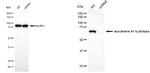 LTA4H Antibody in Western Blot (WB)