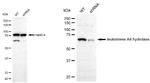 LTA4H Antibody in Western Blot (WB)