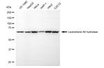 LTA4H Monoclonal Antibody (24GB5540)