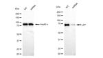 LPP Antibody in Western Blot (WB)