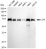 LPP Antibody in Western Blot (WB)