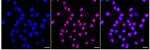 Lyn Recombinant Rabbit Monoclonal Antibody (24GB720)