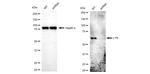 Lyn Antibody in Western Blot (WB)