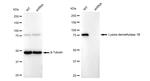 KDM1B Antibody in Western Blot (WB)
