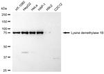 KDM1B Antibody in Western Blot (WB)