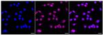 MVP Recombinant Rabbit Monoclonal Antibody (24GB465)