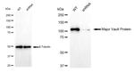 MVP Antibody in Western Blot (WB)