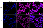 MDH1 Antibody in Immunocytochemistry (ICC/IF)