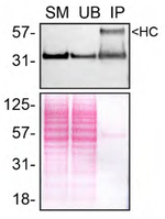 MDH1 Antibody in Immunoprecipitation (IP)