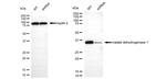 MDH1 Antibody in Western Blot (WB)
