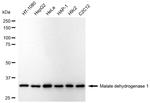 MDH1 Antibody in Western Blot (WB)