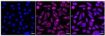 MEKK2 Recombinant Rabbit Monoclonal Antibody (24GB260)