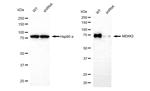 MEKK2 Antibody in Western Blot (WB)