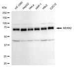 MEKK2 Antibody in Western Blot (WB)