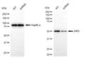 JNK3 Antibody in Western Blot (WB)
