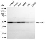 JNK3 Antibody in Western Blot (WB)