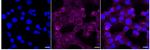MARK2 Recombinant Rabbit Monoclonal Antibody (24GB675)