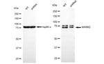 MARK2 Antibody in Western Blot (WB)