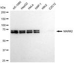 MARK2 Antibody in Western Blot (WB)
