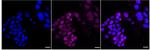MATR3 Recombinant Rabbit Monoclonal Antibody (24GB535)