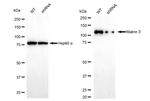 MATR3 Antibody in Western Blot (WB)