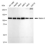 MATR3 Antibody in Western Blot (WB)