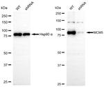 MCM5 Antibody in Western Blot (WB)