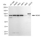 MCM5 Antibody in Western Blot (WB)