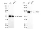 MBD1 Antibody in Western Blot (WB)