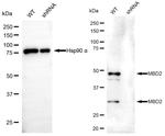 MBD2 Antibody in Western Blot (WB)